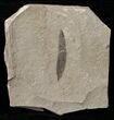 Fossil Caesalpinia Leaf - Green River Formation #16316-1